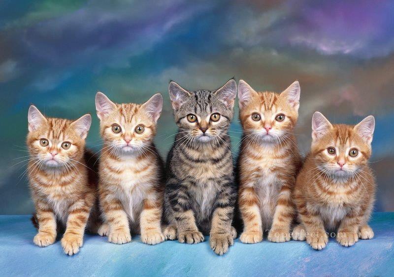a line of cats Oil Paintings